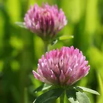 Blumenwiese Apartman *