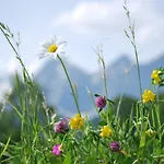 Blumenwiese Apartman *