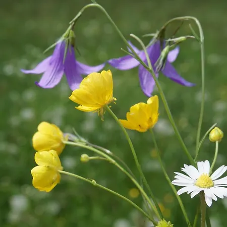 Blumenwiese