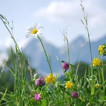 Blumenwiese Apartment *