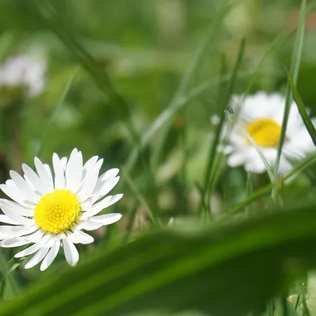 Blumenwiese רמסאו אם דכשטיין