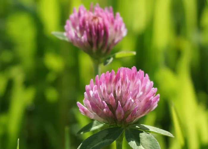 Blumenwiese Lejlighed *