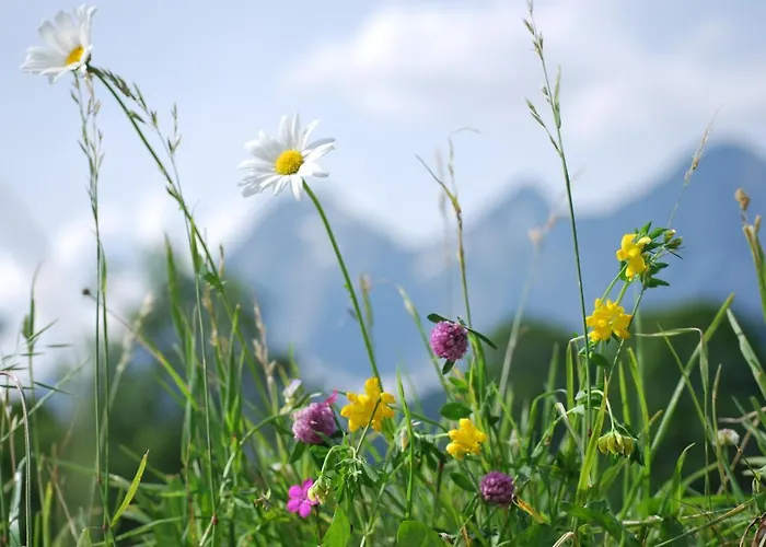 Blumenwiese Apartament *