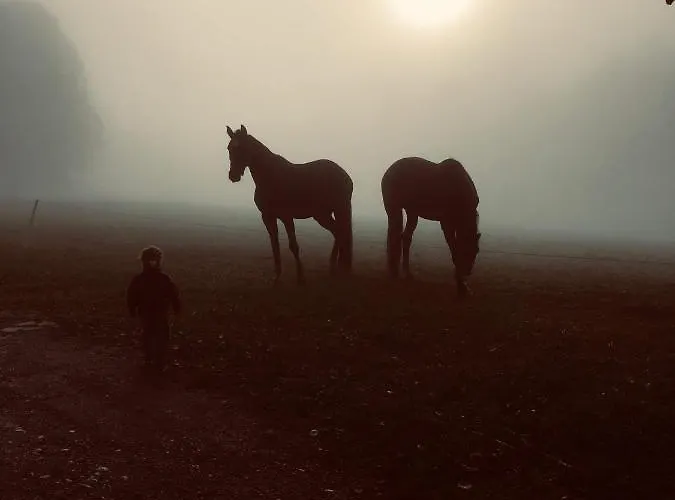 Blumenwiese * Ramsau am Dachstein